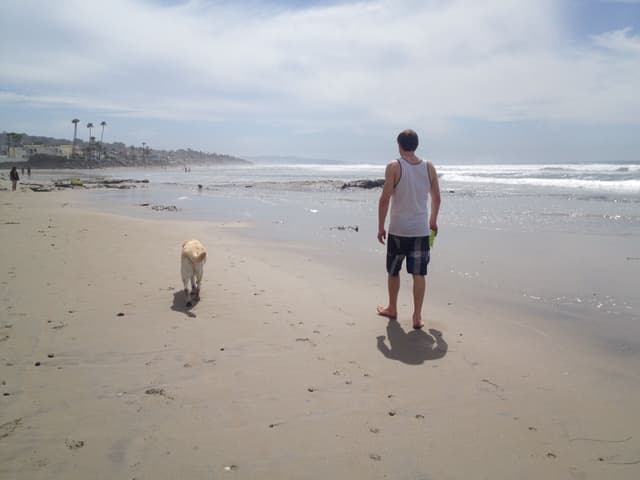 Bear at the beach in San Diego