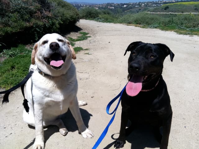 Bear at nearly 130 lbs